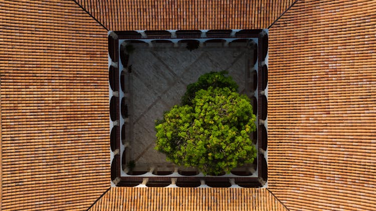 Tree On Courtyard