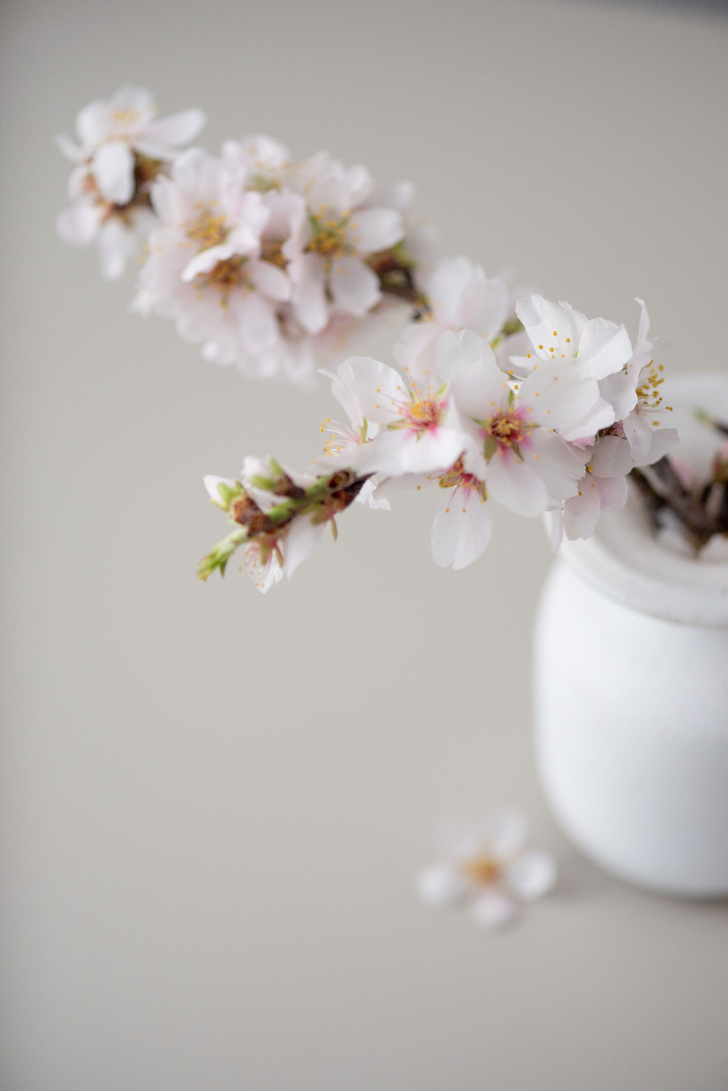 A vertical shot of cherry blossoms in a white vase, showcasing nature's elegance.