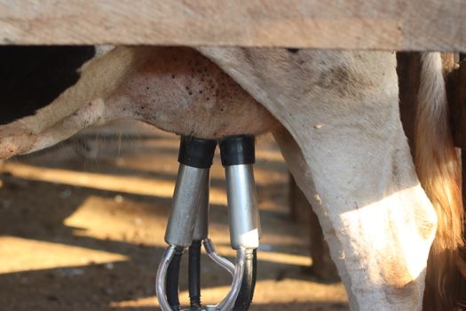 Assistência técnica transforma produção de leite no Tocantins - imagem 1