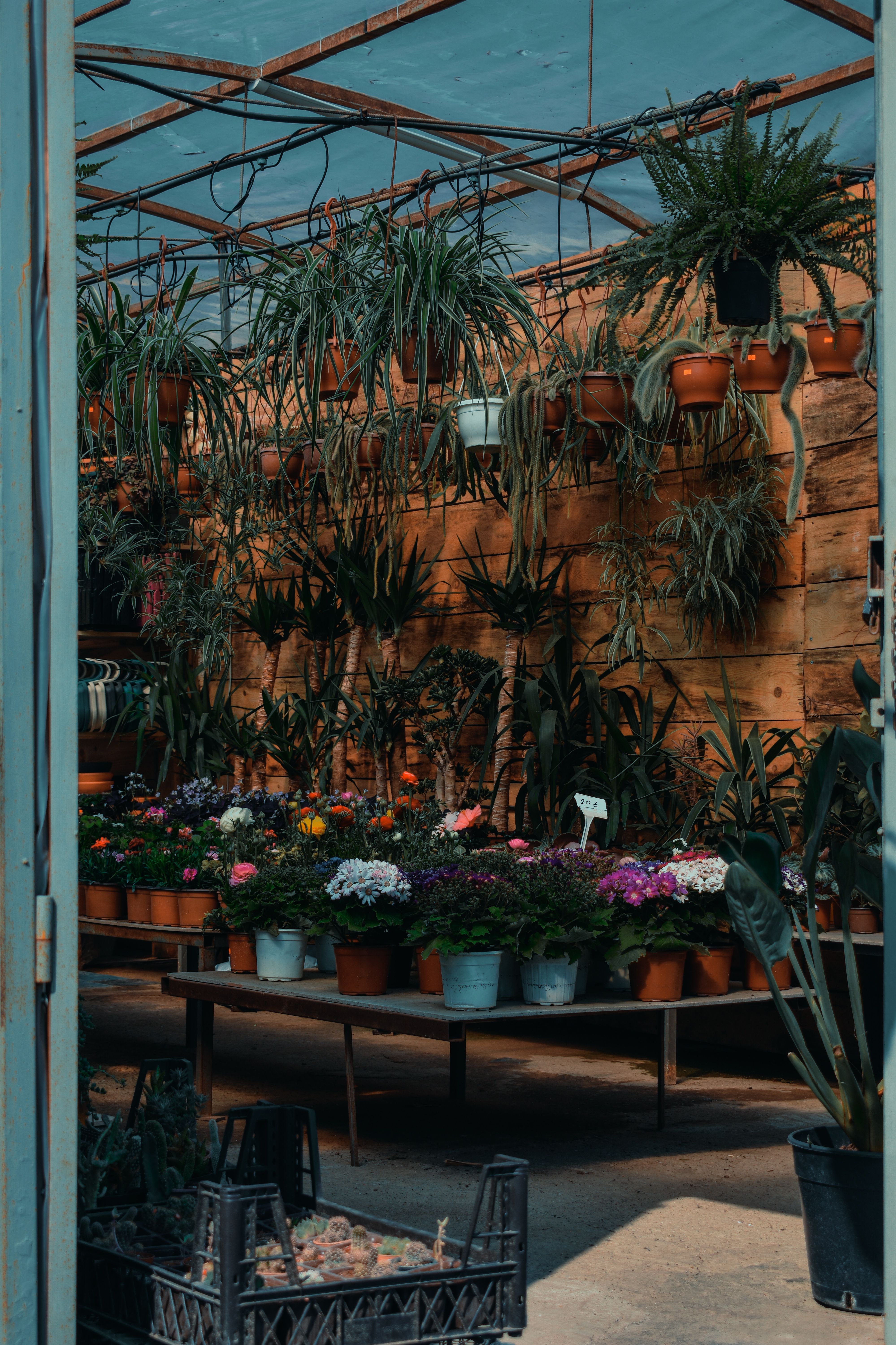 Potted Plants with Flowers on Table · Free Stock Photo