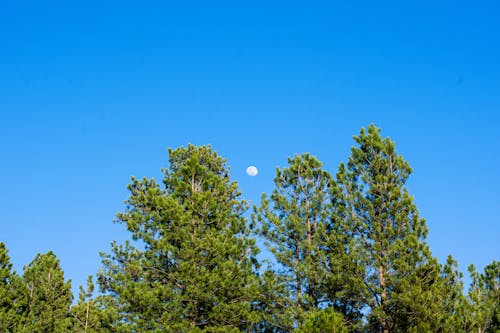 Gratis lagerfoto af blå himmel, måne, natur