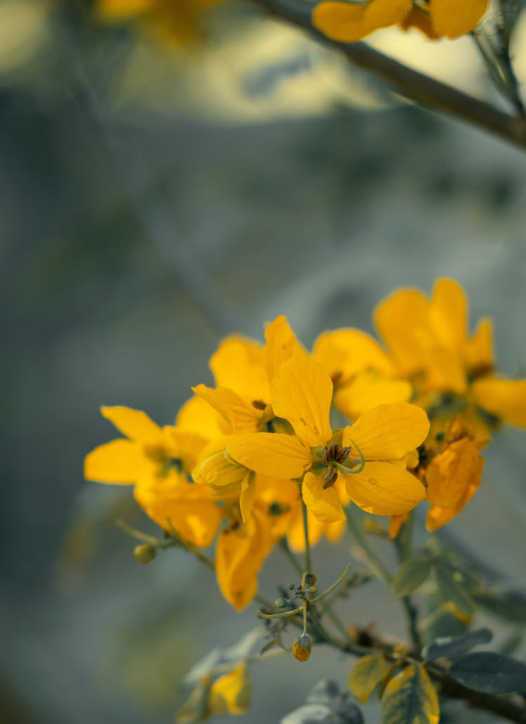 Close Up Of Senna Flowers