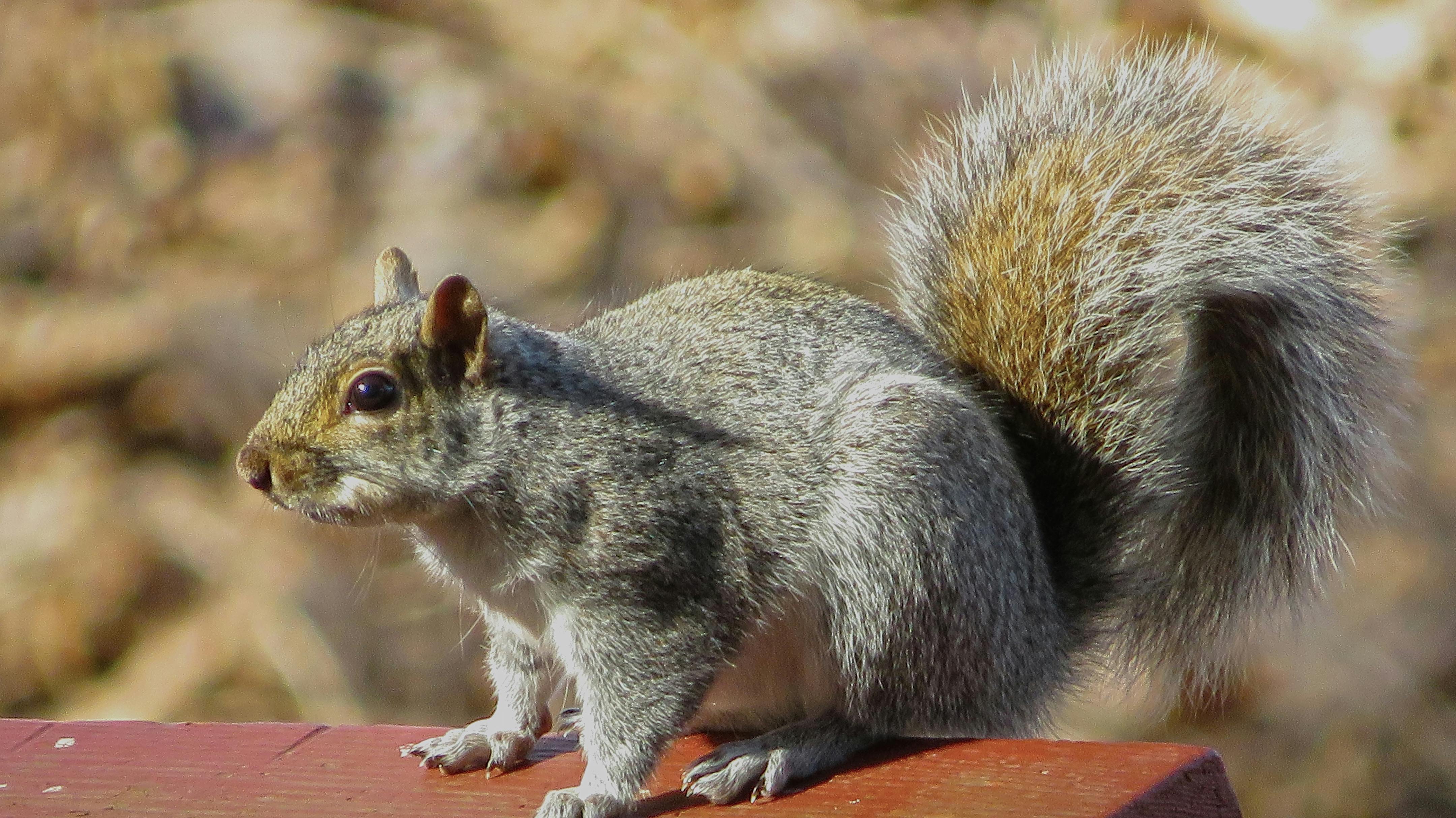 传奇私服装备强化