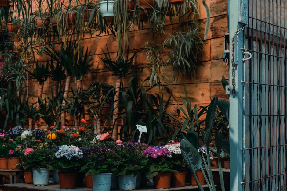 indoor greenery design for austin retail spaces
