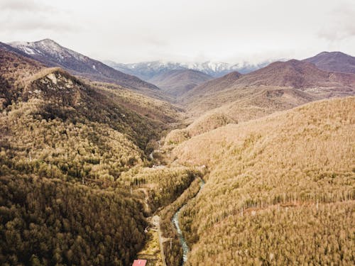 Fotografía Panorámica De Un Bosque