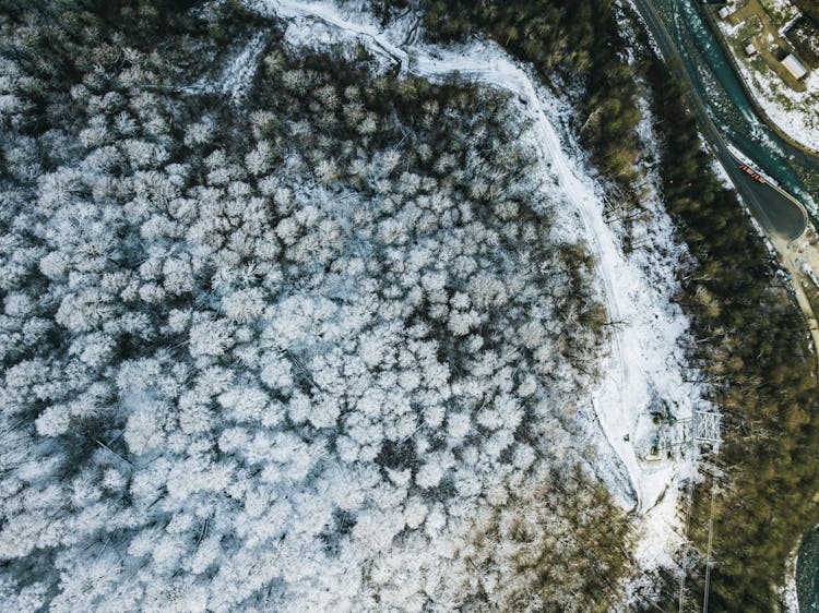 Aerial View Of Forest Covered With Snow