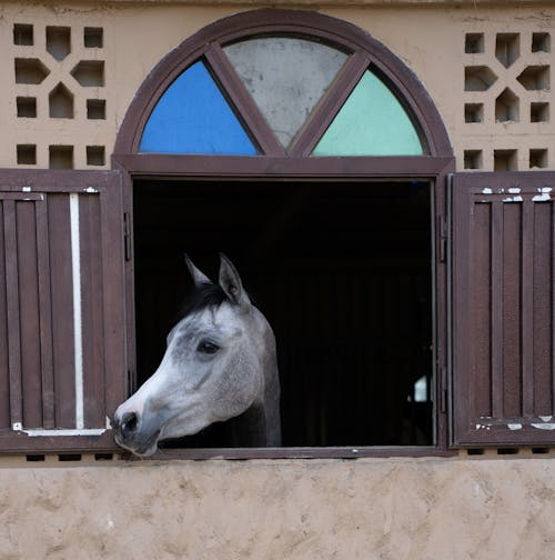 Foto profissional grátis de animal, bonitinho, cavalo