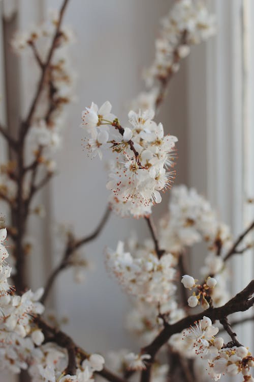 Gratis Immagine gratuita di bianco, fiori, fiori di ciliegio Foto a disposizione