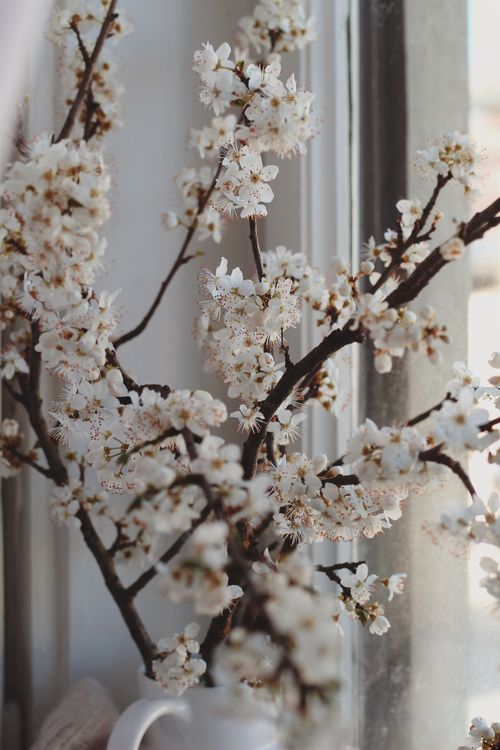 Free Close-up of cherry blossoms on branches by a window, capturing spring's beauty. Stock Photo