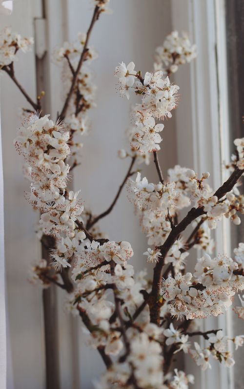 Free Soft focus on a cherry blossom branch indoors, capturing spring essence. Stock Photo