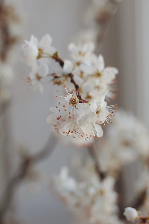White Cherry Blossom in Close-up Shot