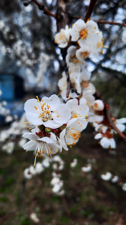 2022, абрикос, весна 的 免費圖庫相片