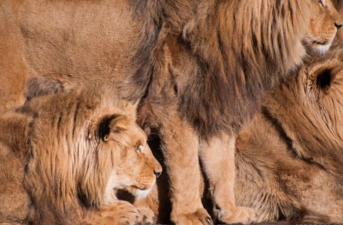 Free aslanlar, başka yere bakmak, bütün çerçeve içeren Ücretsiz stok fotoğraf Stock Photo