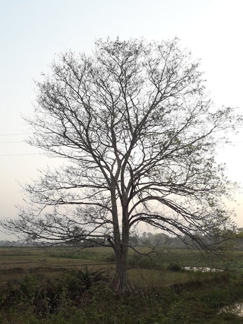 アルジュナの木の無料の写真素材
