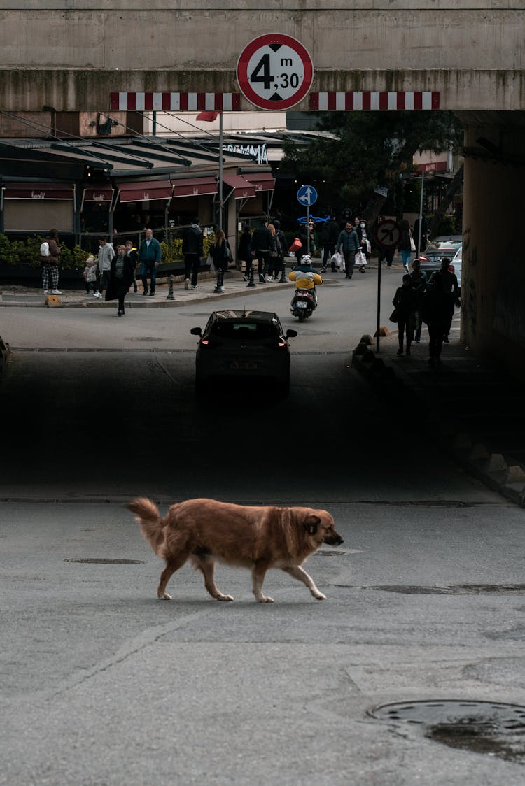 Brown Dog Walking On The Road