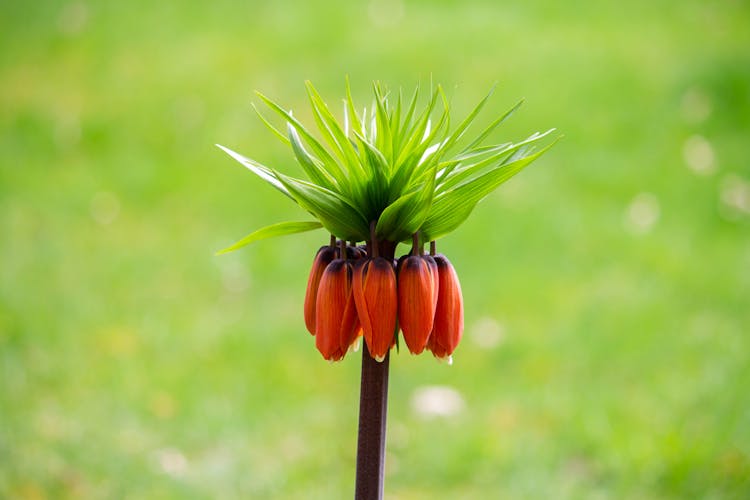 A Close-Up Shot Of A Crown Imperial Plant