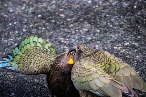 yeni zelanda koca papağanı içeren Ücretsiz stok fotoğraf