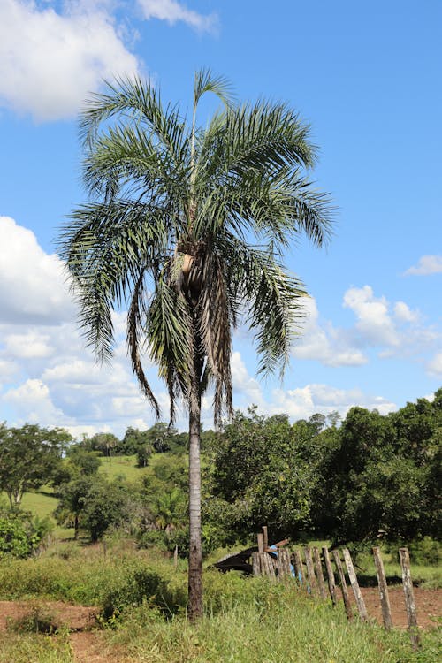 Foto d'estoc gratuïta de arbre, camp, coco