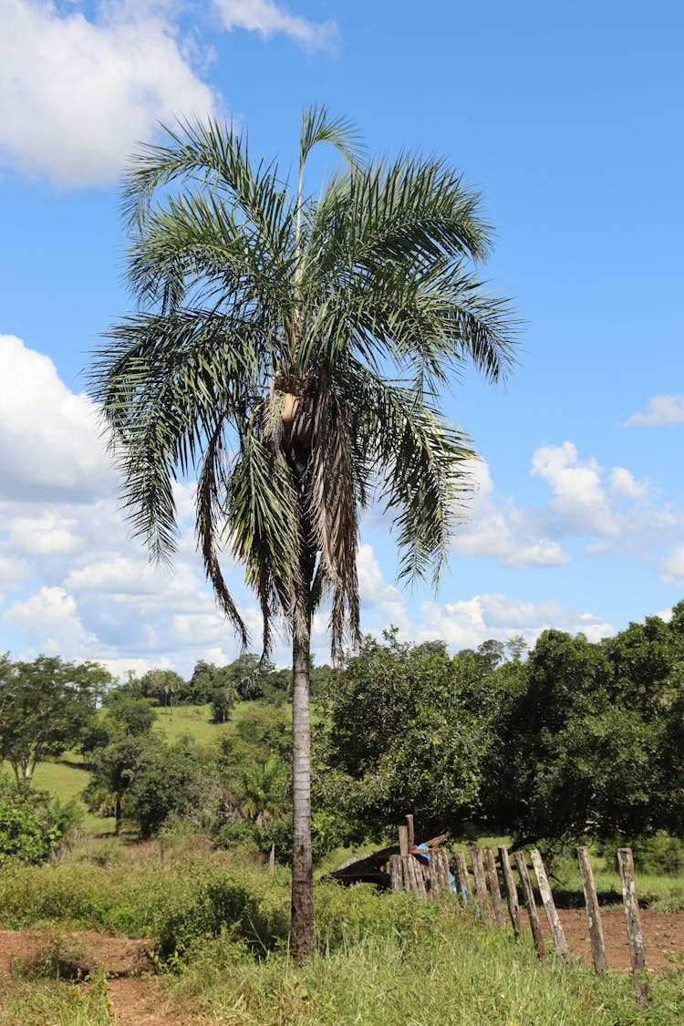 A Coconut Tree In A Farm