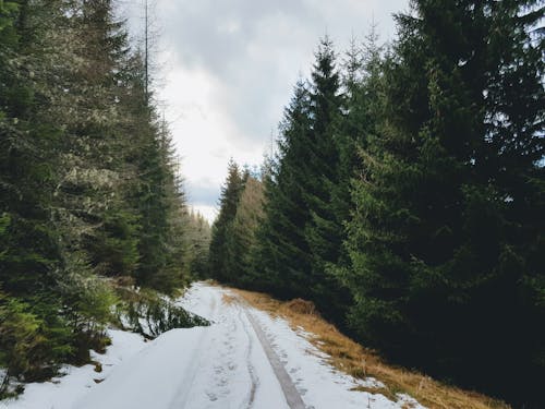 Pathway between Trees in the Forest