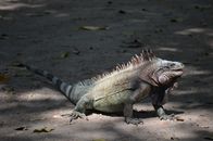 Iguana