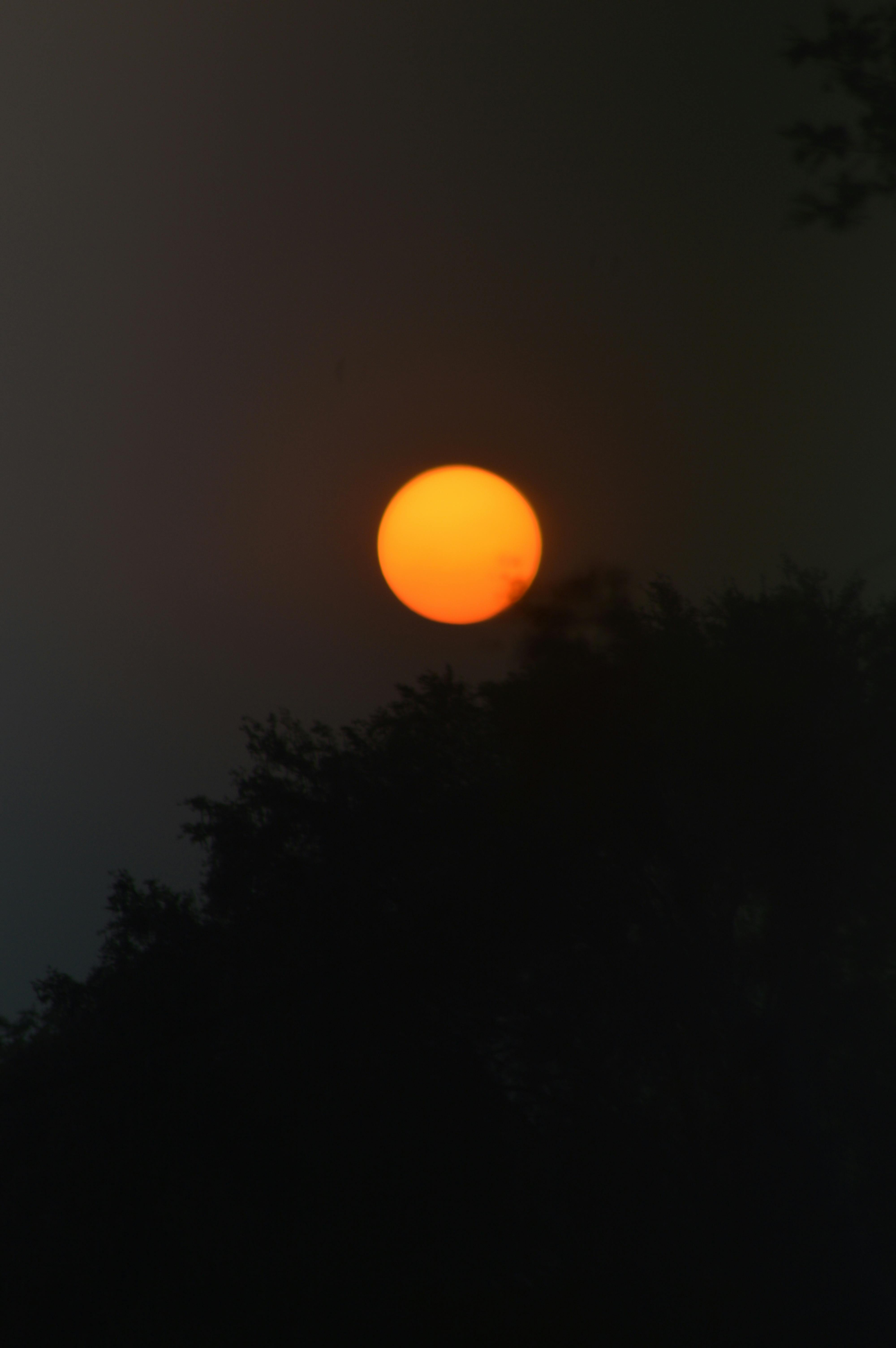 Free stock photo of Goldan sun, SUN BEHIND TREE, sun set