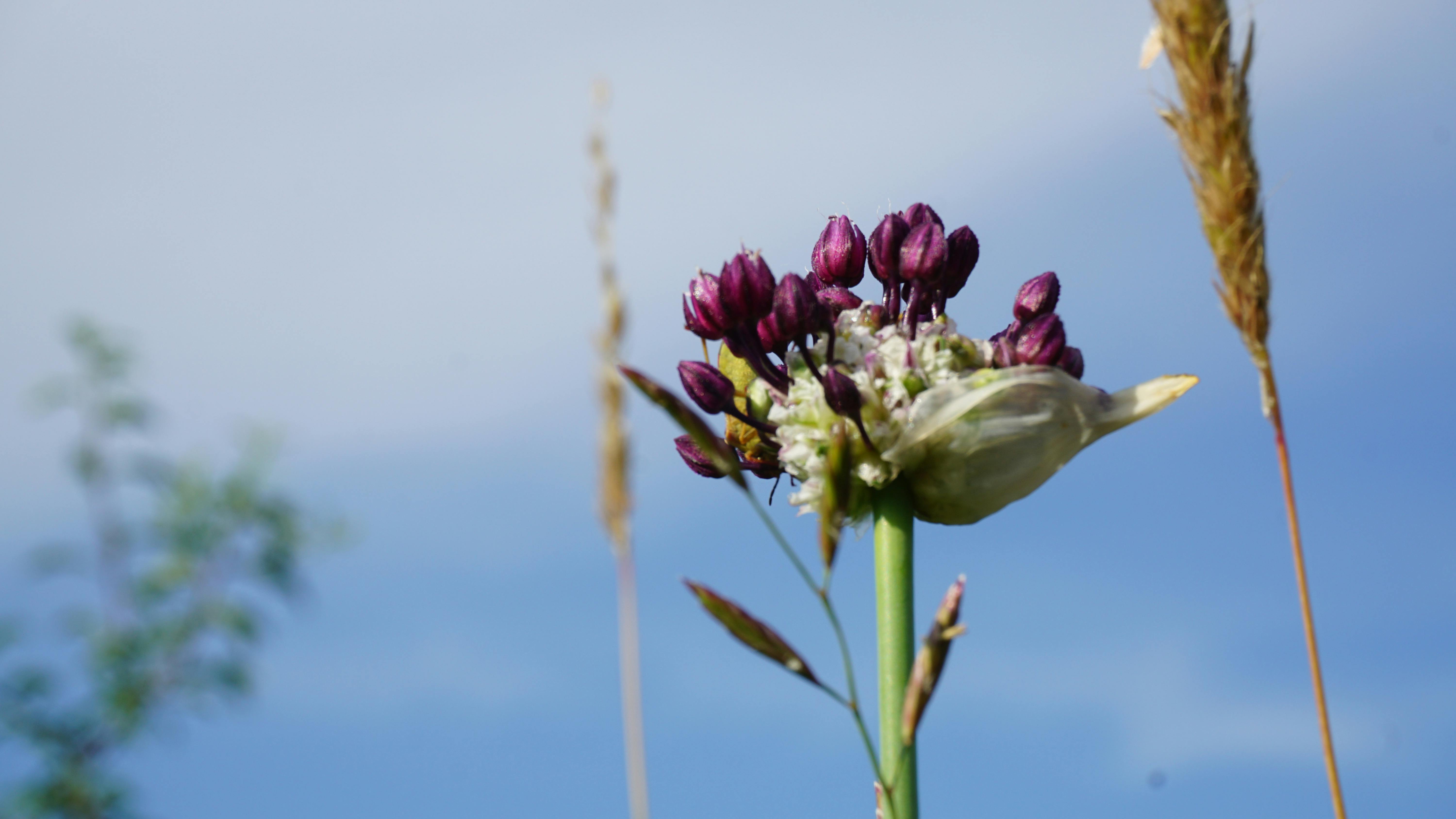Free stock photo of blue sky, field flower, spring