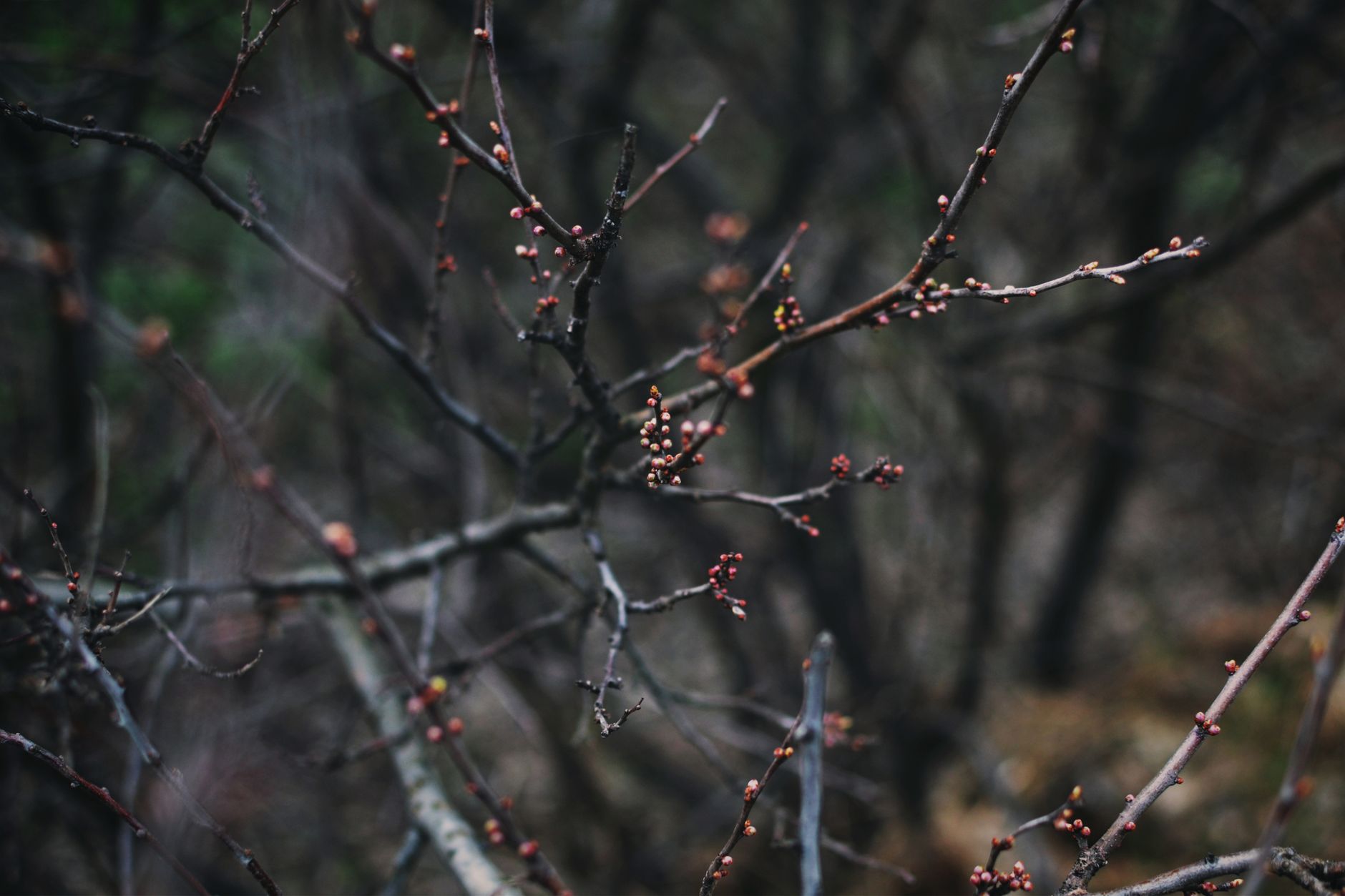 dormant apple tree buds winter