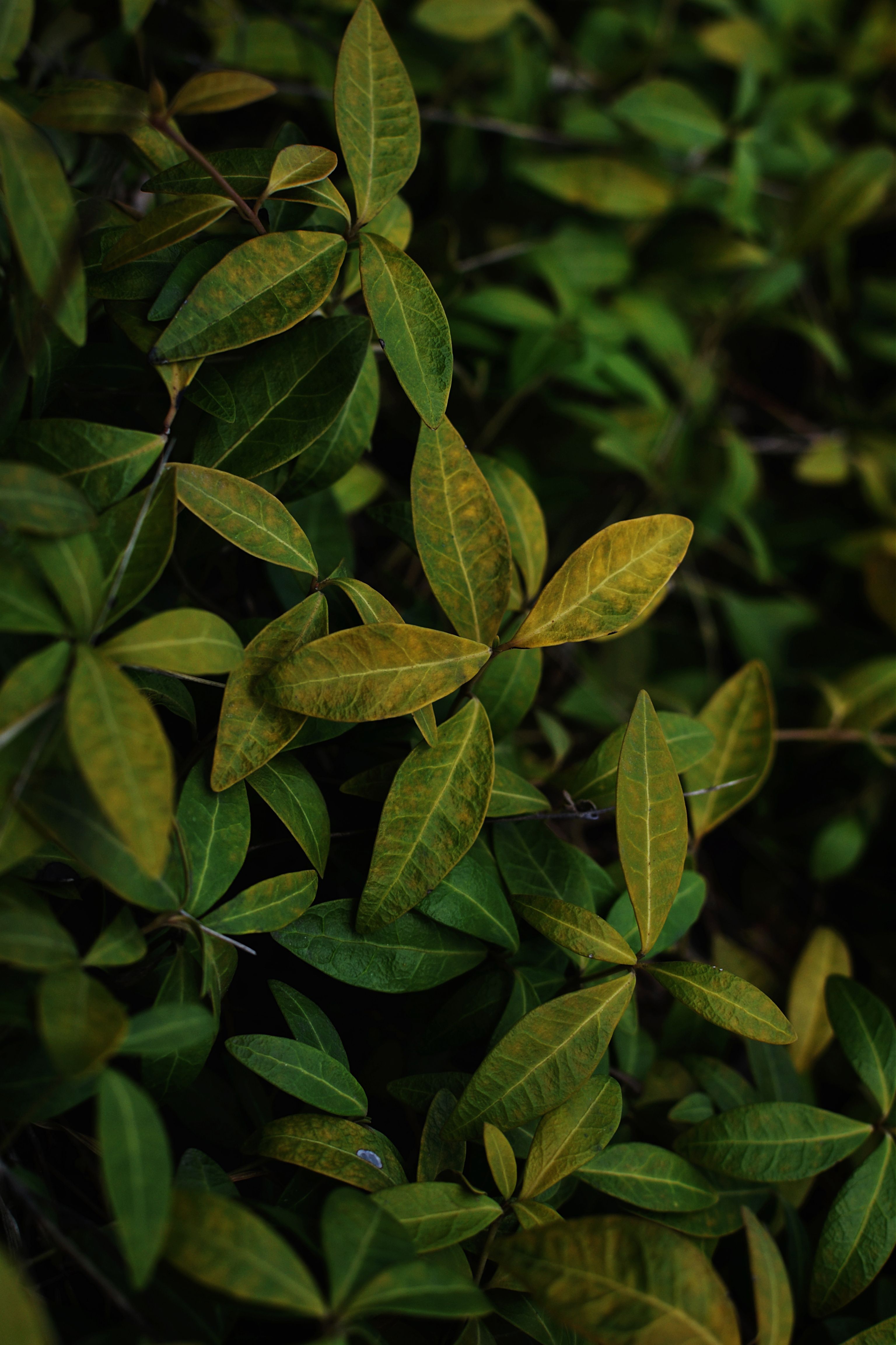 Green Leaf Plant in Close Up Photography · Free Stock Photo