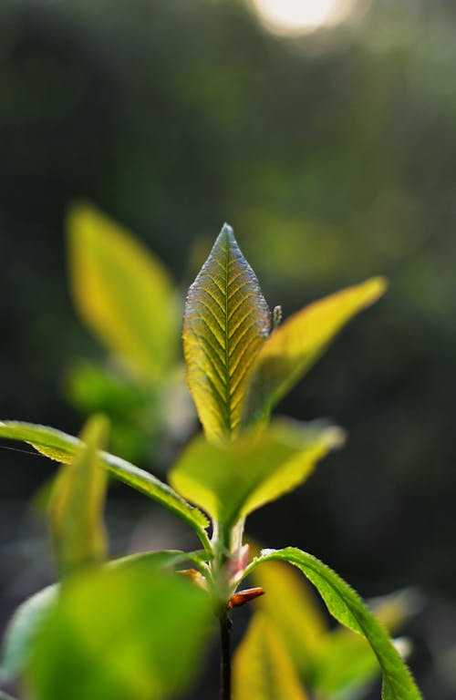 Close-Up Shot of Green Leaves