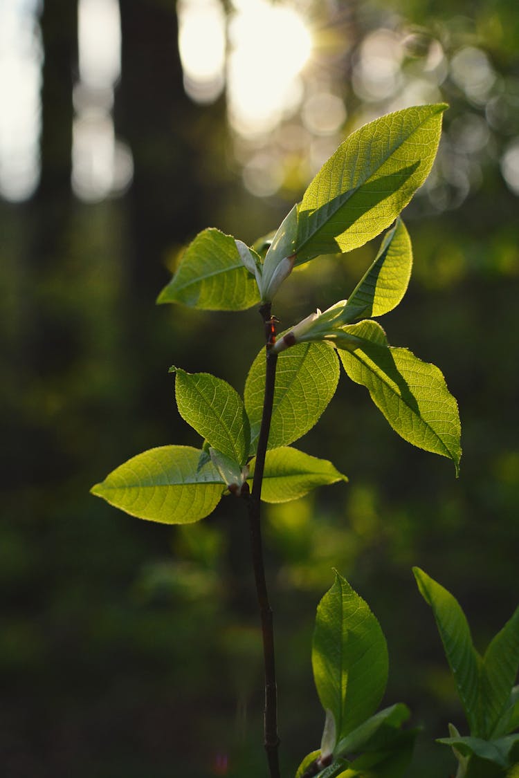 A Plant With Green Leaves