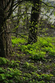 A vibrant forest scene with tree trunks and fresh foliage in spring.