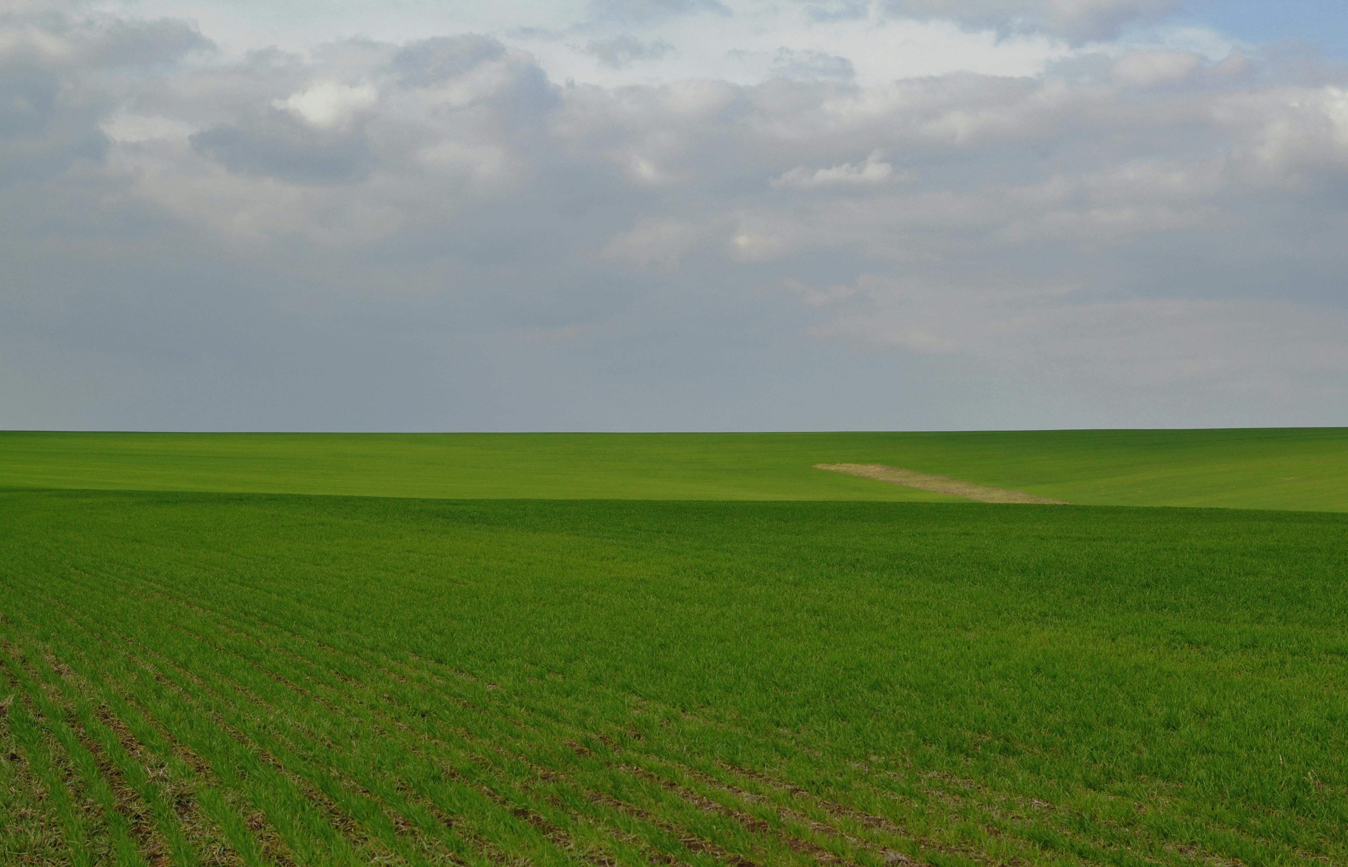 scenic view of a grassy field