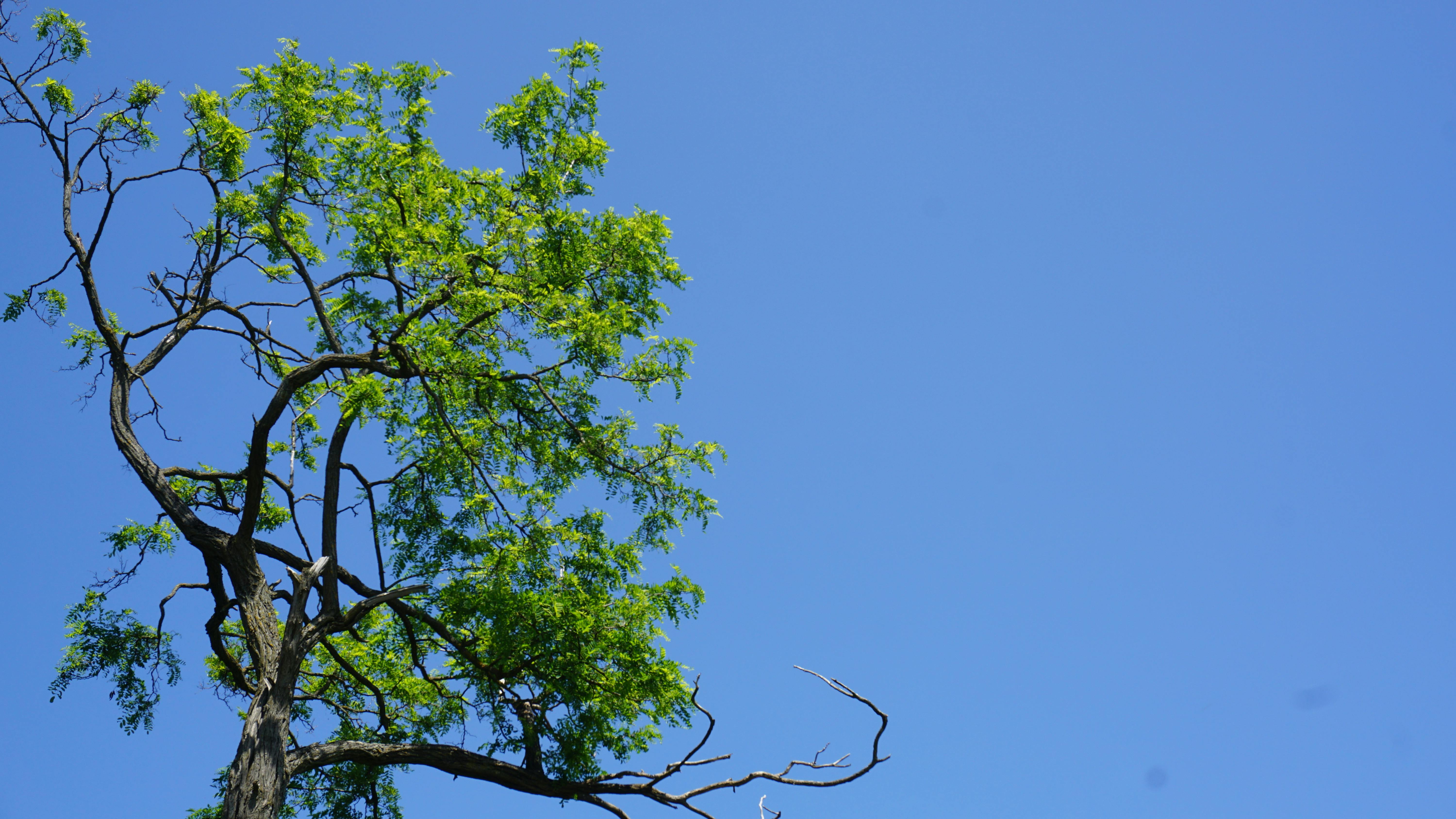 Free stock photo of blue, green, sky