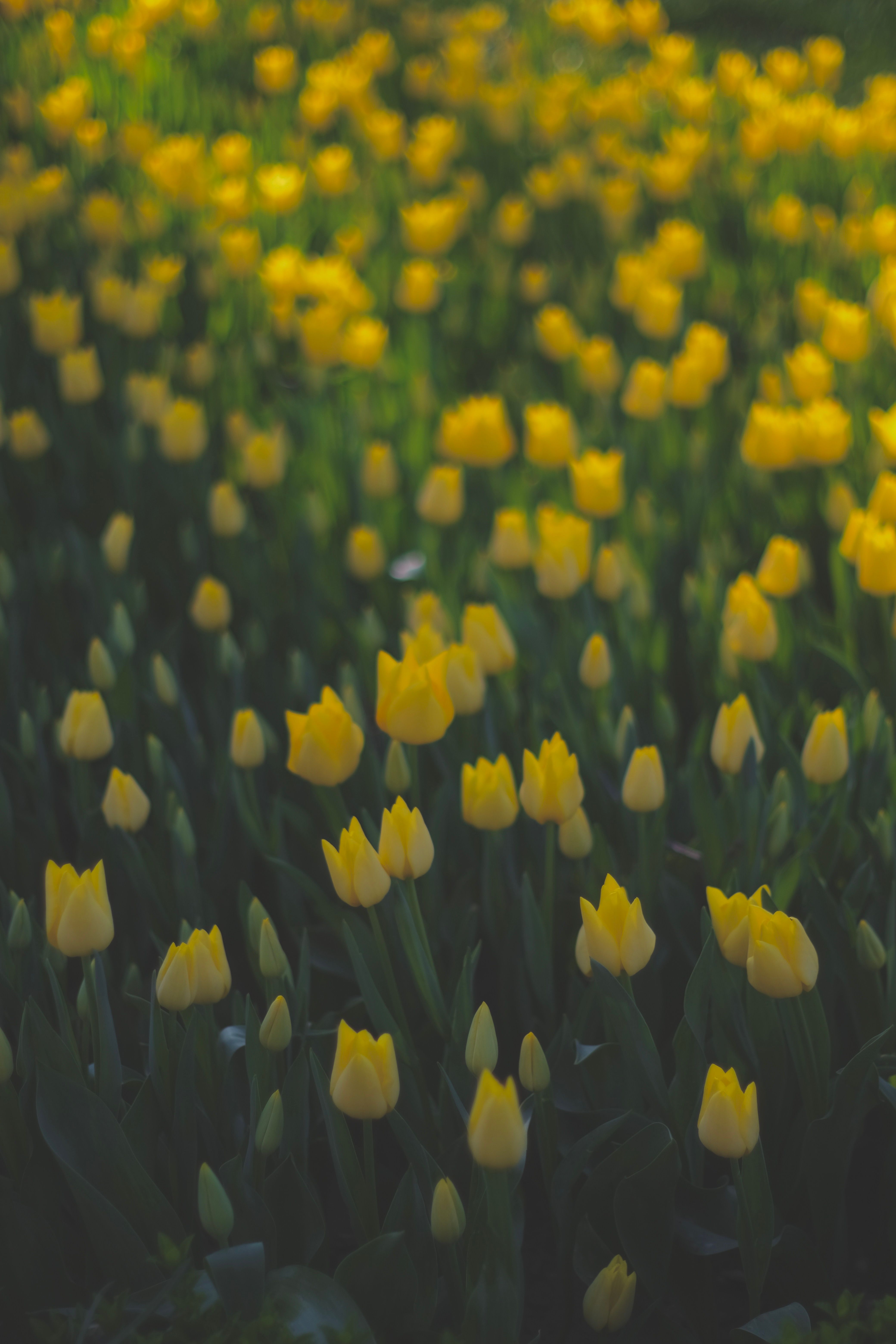 A Field of Yellow Tulips · Free Stock Photo