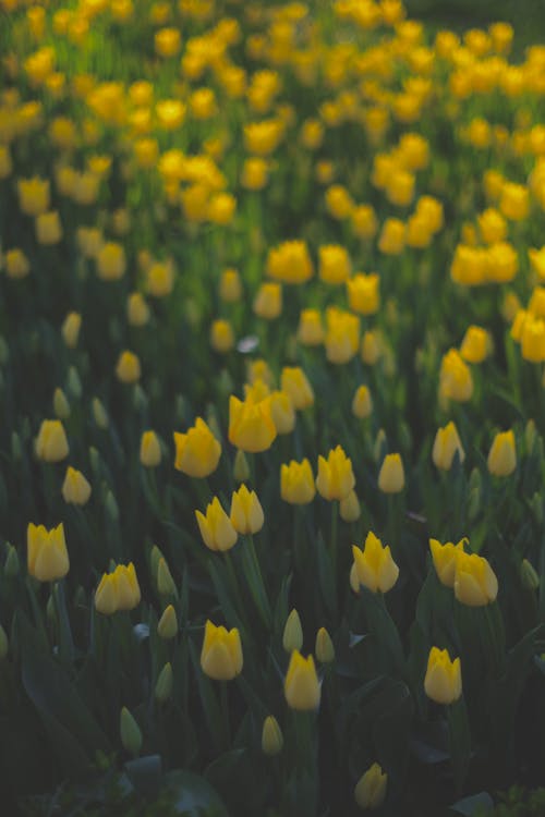 alan, bahar, bitki örtüsü içeren Ücretsiz stok fotoğraf