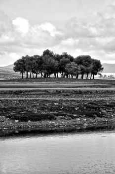 Black and white photo of trees by a lake in Ifran, capturing nature's serenity.