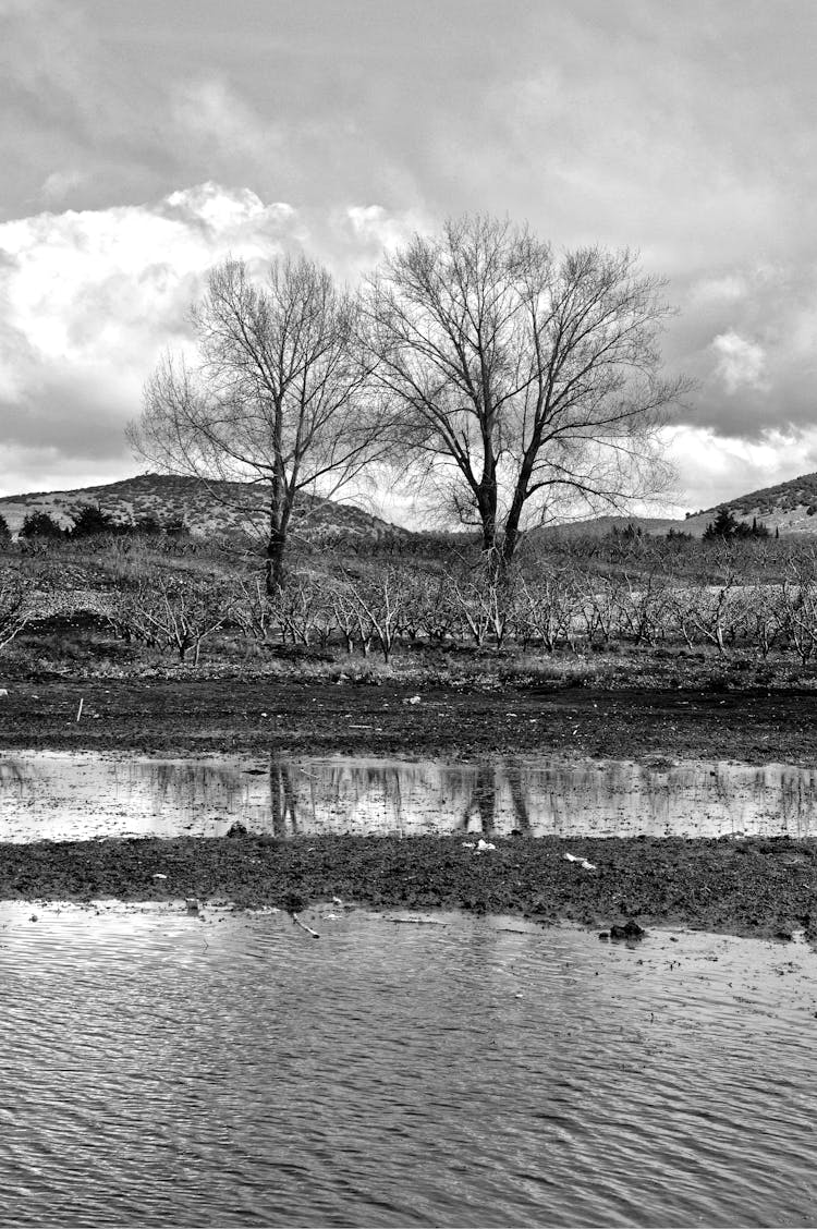 Trees Near The River