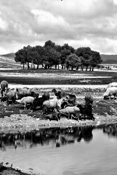 A herd of sheep by a riverside in Ifran, Morocco, captured in black and white.
