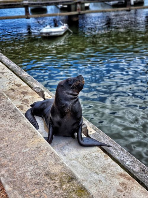 Free Curious sea lion resting on a dock in Punta del Este, Uruguay harbor. Stock Photo