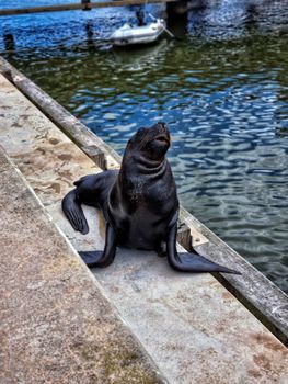 Close-up of a black seal resting on a dock with water background, showcasing wildlife beauty.