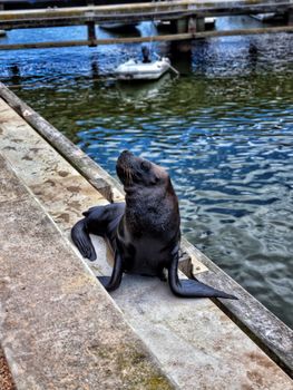 A curious seal enjoys the sunny day by the water's edge on a wooden pier.