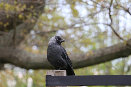 Free Black Bird Perched on a Wooden Fence Stock Photo