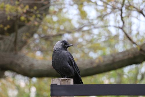 Free Close-up of a jackdaw perched on a wooden fence in a natural setting. Stock Photo