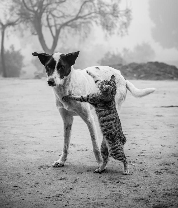 Grayscale Photo Of Dog And Cat Together 