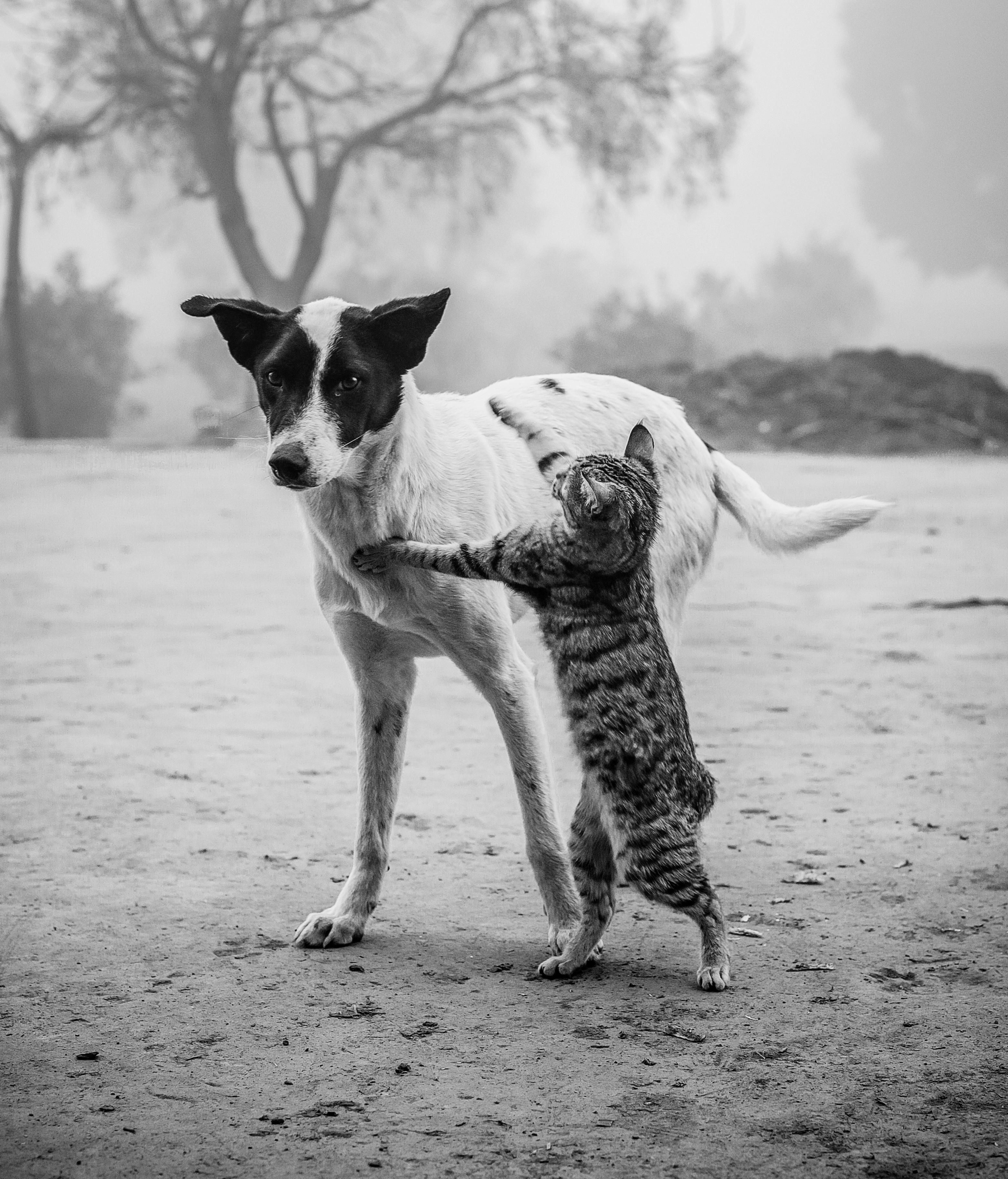 Cat And Dog Together Photos, Download The BEST Free Cat And Dog ...