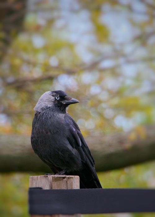 Free Close-up of a jackdaw perched on a wooden post, surrounded by blurred autumn foliage. Stock Photo