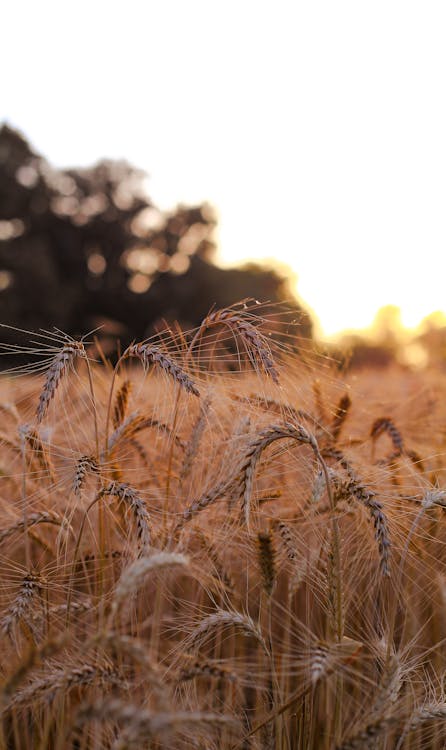 Brown Wheat Field during Sunset