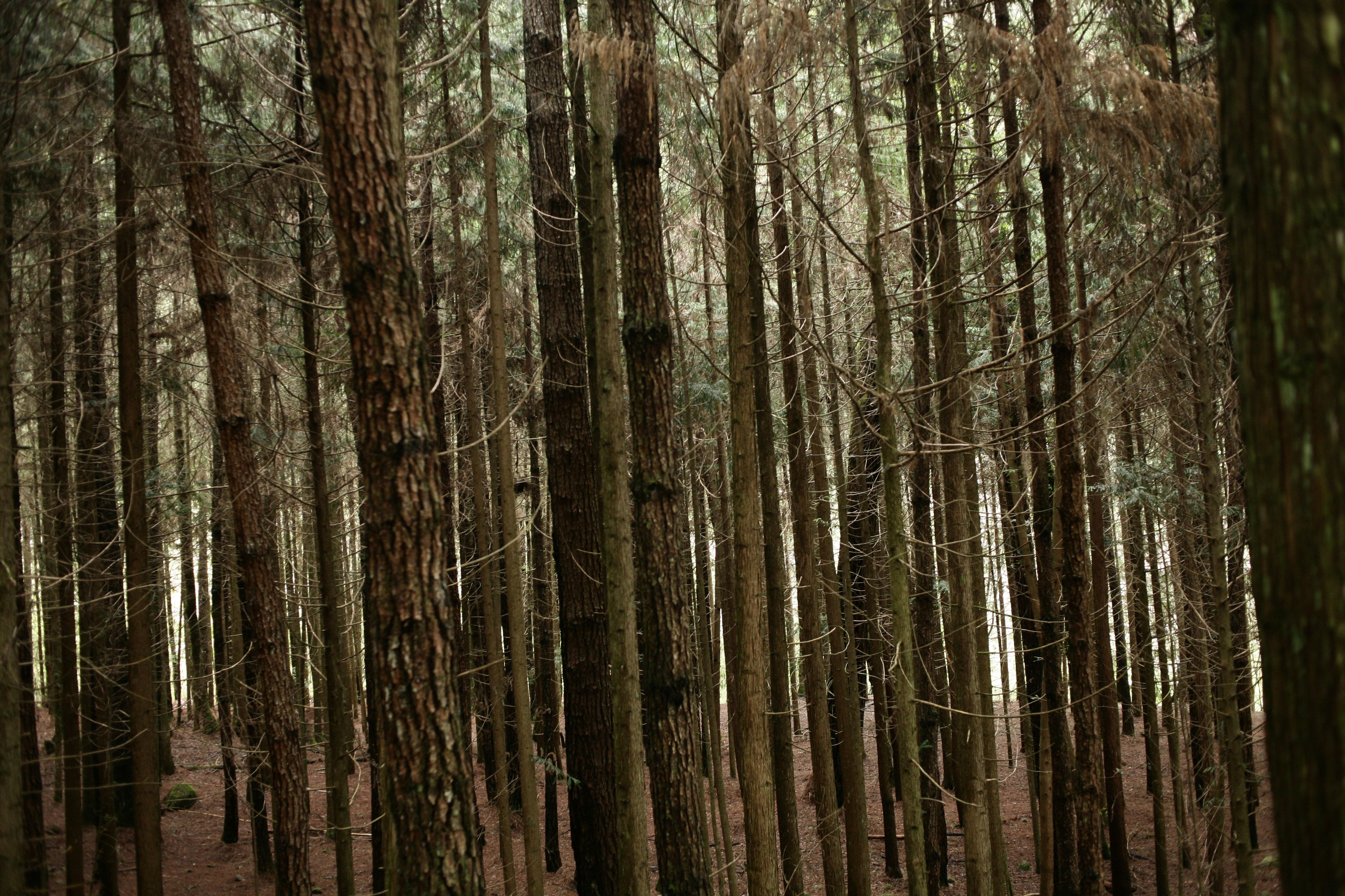 Peaceful forest scene featuring dense, tall trees in natural light.