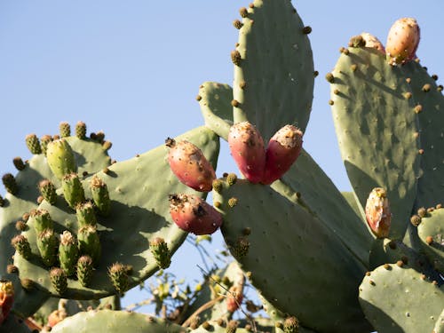 Green Cactus With Fruits